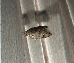 Isotenes miserana