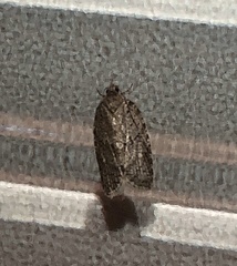 Isotenes miserana
