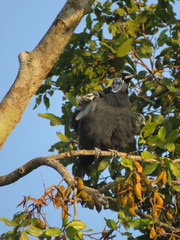 Gymnoderus foetidus