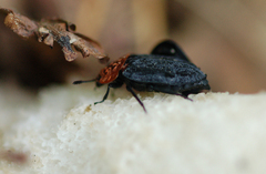 Oiceoptoma thoracicum