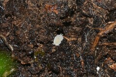 Platyarthrus hoffmannseggii