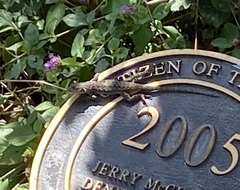 Sceloporus occidentalis