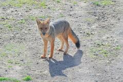 Lycalopex culpaeus culpaeus