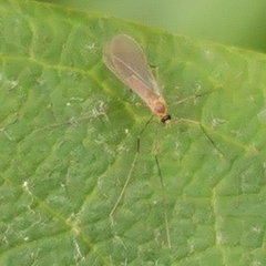 Cecidomyiidae