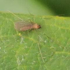 Cecidomyiidae