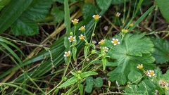 Galinsoga parviflora