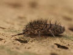 Orchesella villosa