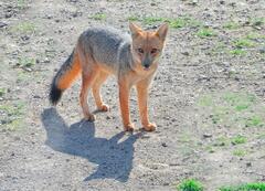 Lycalopex culpaeus culpaeus