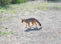 Lycalopex culpaeus culpaeus