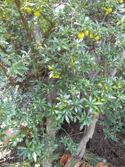 Diospyros