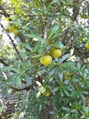 Diospyros