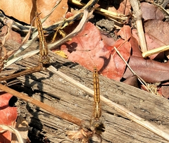 Brachythemis lacustris