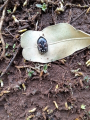 Clinteroides permutans