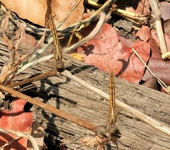 Brachythemis lacustris