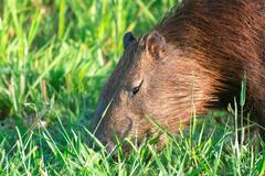 Hydrochoerus hydrochaeris