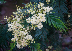 Acacia mearnsii