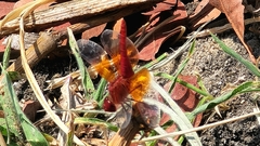 Brachythemis lacustris