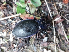 Carabus problematicus