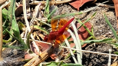 Brachythemis lacustris