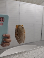 Boana platanera