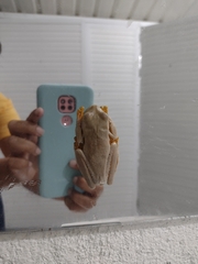 Boana platanera