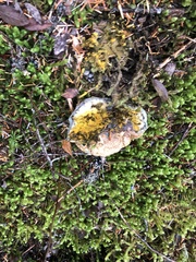 Caloboletus conifericola
