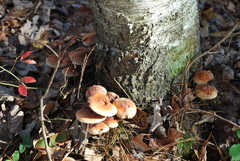 Hypholoma lateritium