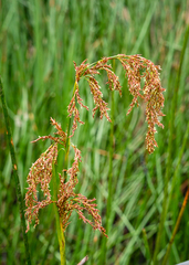 Machaerina articulata