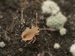 Dicyrtomina ornata