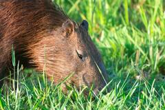 Hydrochoerus hydrochaeris