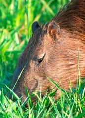 Hydrochoerus hydrochaeris