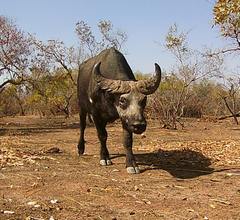 Syncerus caffer