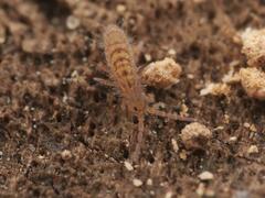 Orchesella villosa