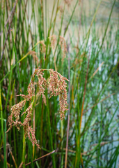 Machaerina articulata