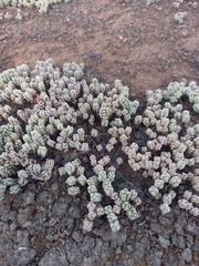 Crassula corallina