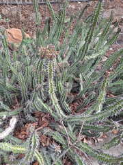 Euphorbia pseudocactus