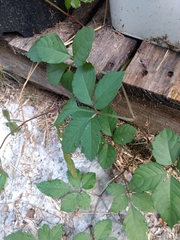 Causonis japonica