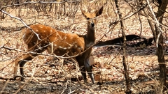 Tragelaphus sylvaticus