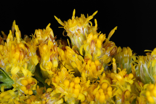 Didžioji rykštenė nuotrauka