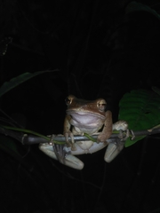 Polypedates occidentalis