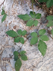 Causonis japonica