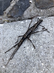 Anisomorpha buprestoides