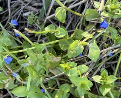 Lysimachia foemina