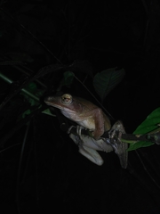 Polypedates occidentalis