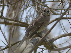 Mimus longicaudatus