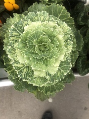 Brassica oleracea