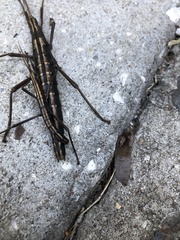 Anisomorpha buprestoides