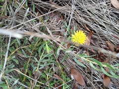 Leucospermum prostratum