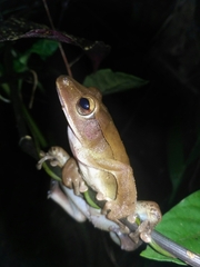 Polypedates occidentalis