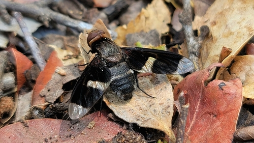 Exoprosopa praefica